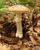 Amanita pantherina.jpg