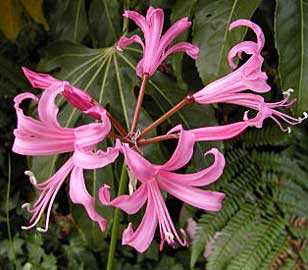 Archivo:Azucena de Guernese.jpg