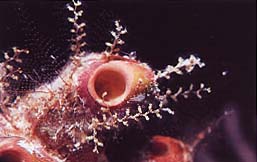 Cnidoscyphus marginatus.jpg