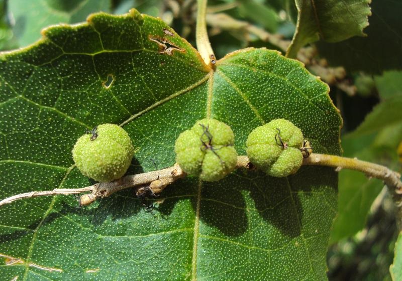 Archivo:Croton corylifolius 1.jpg
