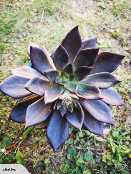 Archivo:Echiveria black.jpg