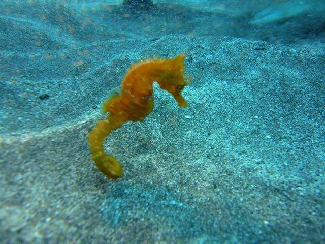 Caballito de mar EcuRed