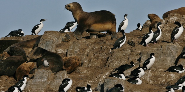 Archivo:Isla tierra de fuego.jpg