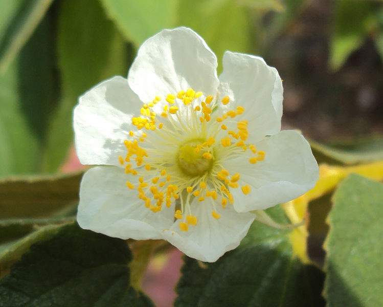 Archivo:Muntingia calabura flor detalles.jpg