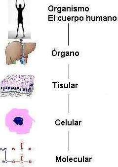 Niveles De Organizacion De La Materia Ecured