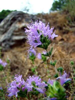 Tomillo cabezudo.jpg