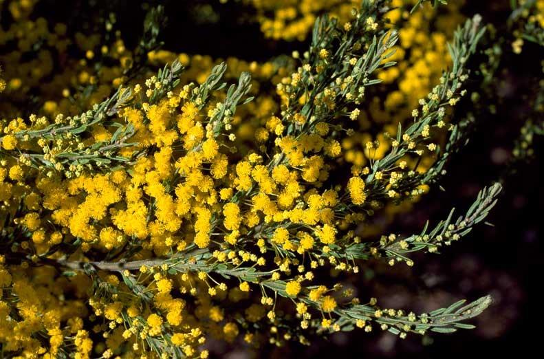 Archivo:Acacia lineata 3.jpg