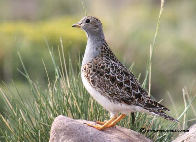 Archivo:Agachona de collar.jpg