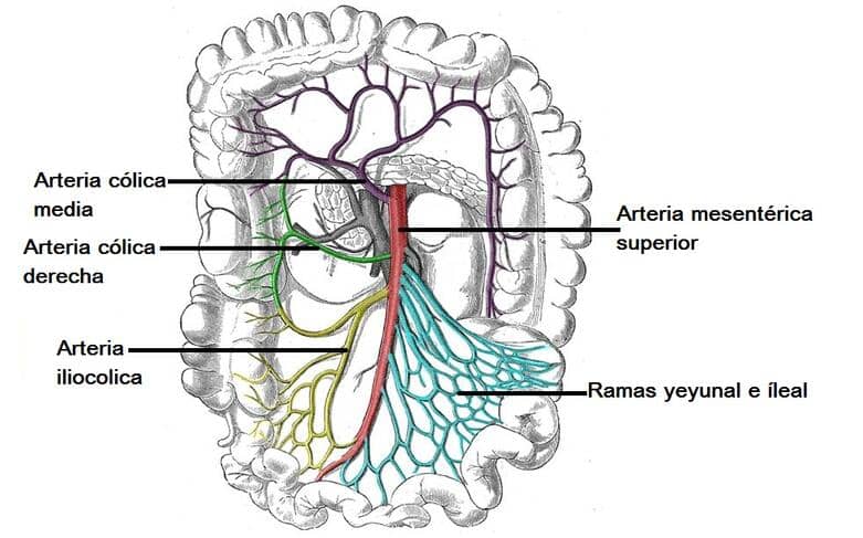 Archivo:Arteria-mesenterica-superior.jpg