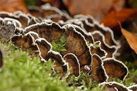 Bjerkandera adusta.jpg