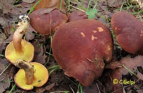 Boletus ferrugineus.jpg