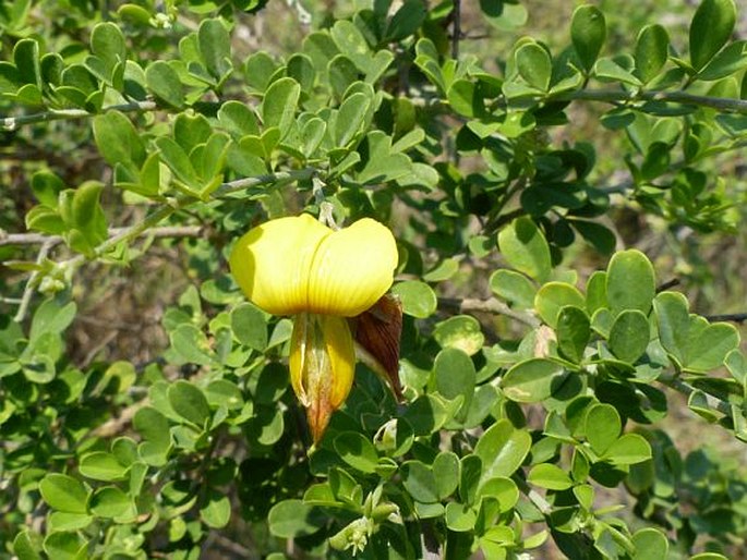 Archivo:Crotalaria monteiroi 1.jpg