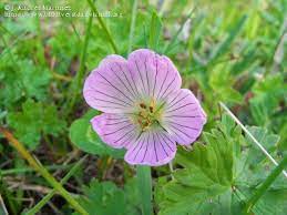 Geranium dolomiticum.jpg