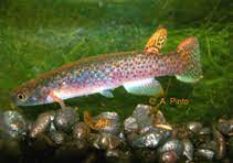 Rivulus urophthalmus.jpg