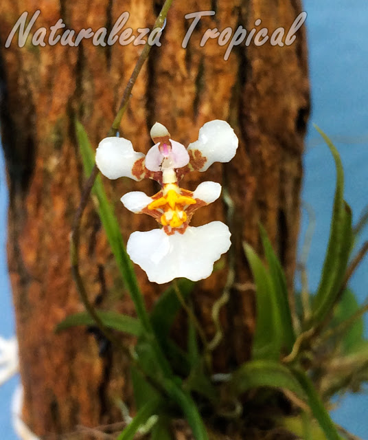 La orquídea Bailarina o Cimarrona, Tolumnia guibertiana - EcuRed