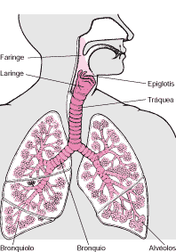 Órganos del aparato respiratorio.gif