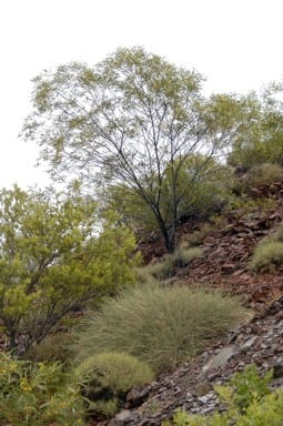 Archivo:Acacia fecunda 1.jpg