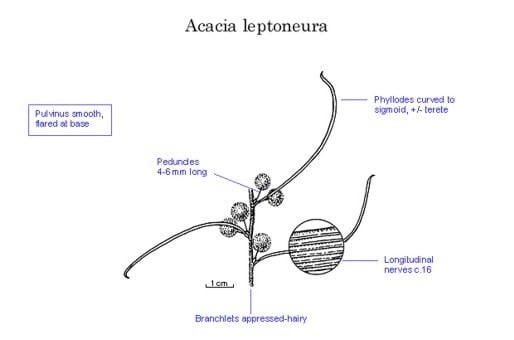 Archivo:Acacia leptoneura 1.jpg