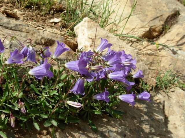 Archivo:Campanula bornmuelleri 1.jpg
