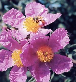 Cistus crispus.jpg