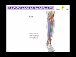 Nervio ciático poplíteo interno.jpeg