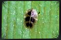 Saissetia hemisphaerica .jpeg