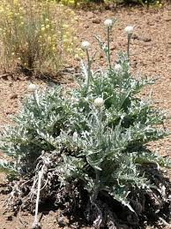 Stemmacantha cynaroides.jpg