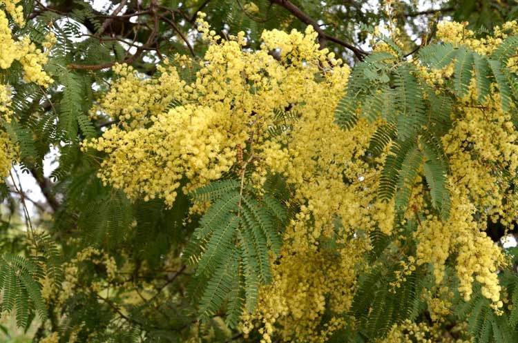 Archivo:Acacia glaucocarpa 2.jpg