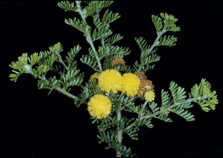 Archivo:Acacia lasiocarpa 4.jpg