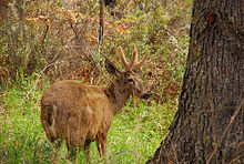 Huemul verdadero flora y fauna .JPG