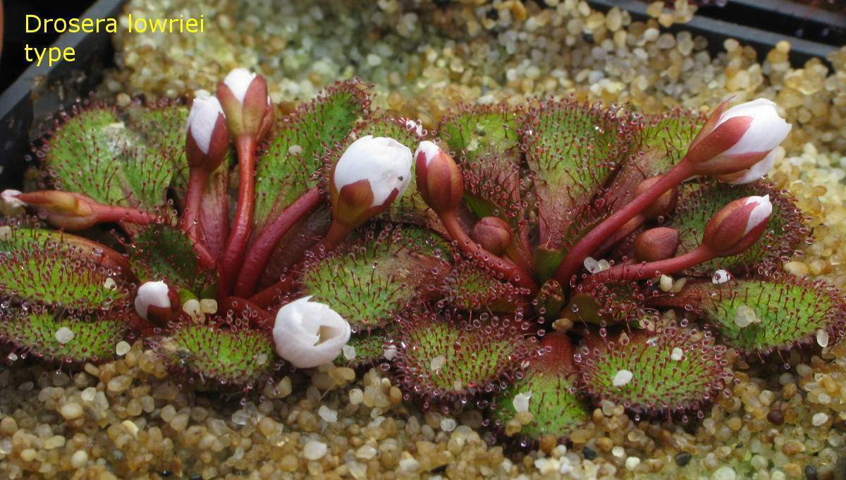10 Semi Di Drosera Ordensis, Pianta Carnivora, Coltivazione Facile, Da Interni Ed Esterni, Made In Italy