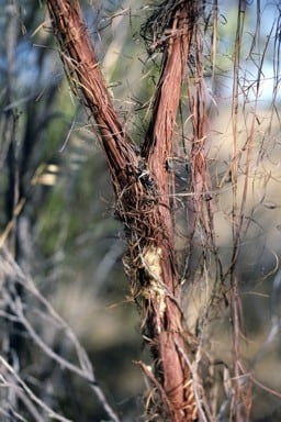 Archivo:Acacia inophloia 2.jpg