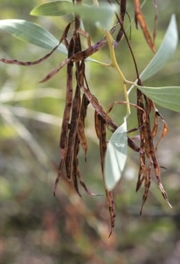 Archivo:Acacia lacertensis 4.jpg