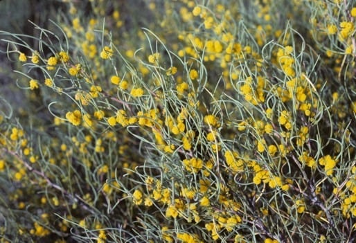 Archivo:Acacia lirellata 1.jpg