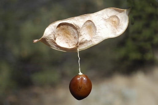 Archivo:Acacia macraneura 6.jpg