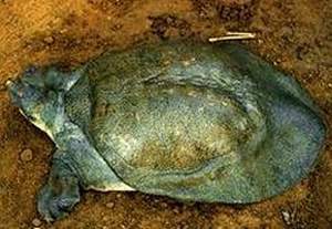 Aspideretes leithii.jpg