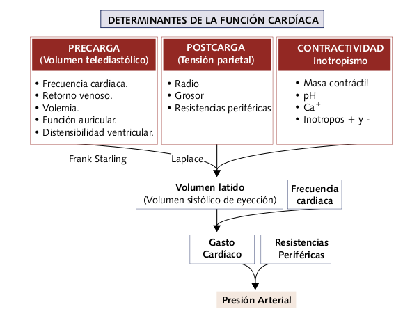 Archivo:Figura 4. Determinantes de la función cardíaca..png