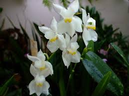 Flores de la Cuitlauzina pulchella .jpeg