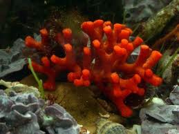 Myriapora truncata o Falso coral.jpg