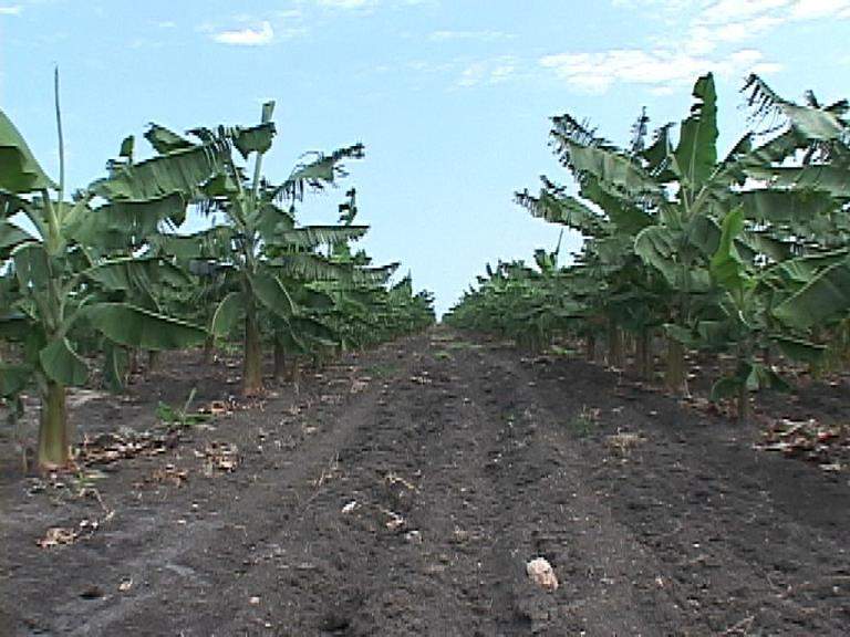 Archivo:San Agustin.jpg