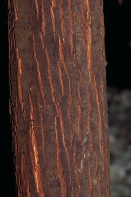 Archivo:Acacia fulva 4.jpg