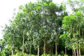 Aquilaria crassna.jpg