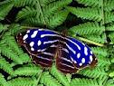 Mariposa Azul.jpeg
