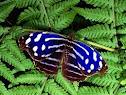 Mariposa Azul.jpeg
