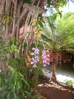 Orquídeas cubanas - EcuRed