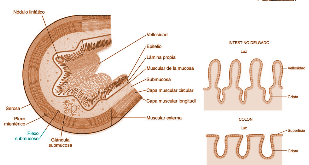 Plexo submucoso de Meissner - EcuRed