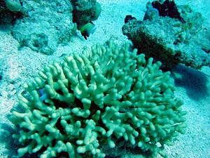 Stylophora wellsi.jpg