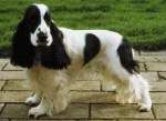 150px-Cocker-ingles.jpg