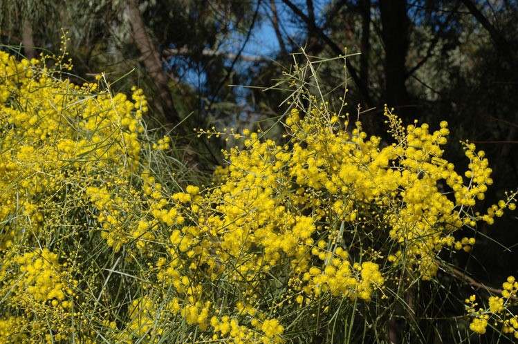 Archivo:Acacia ingramii 3.jpg