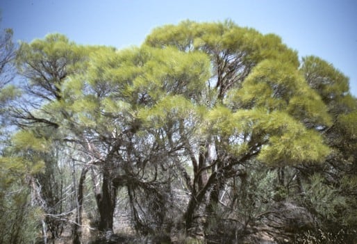 Archivo:Acacia inophloia.jpg